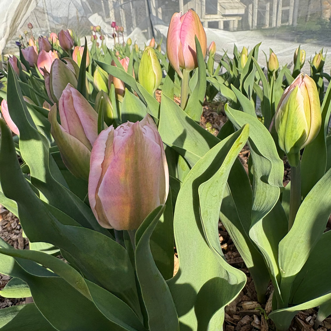 What does seasonal flowers actually mean?