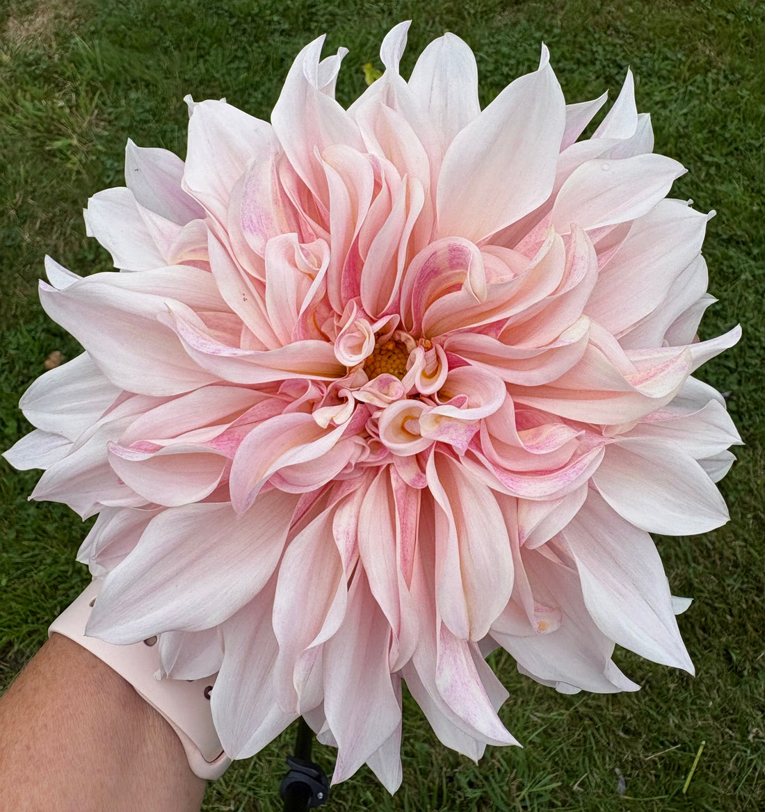 Why long vase life may not be the ideal measure of a flower.
