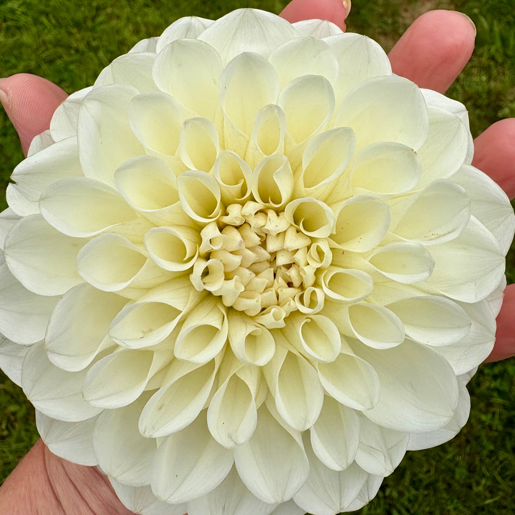 Dahlia Tuber - Boom Boom White
