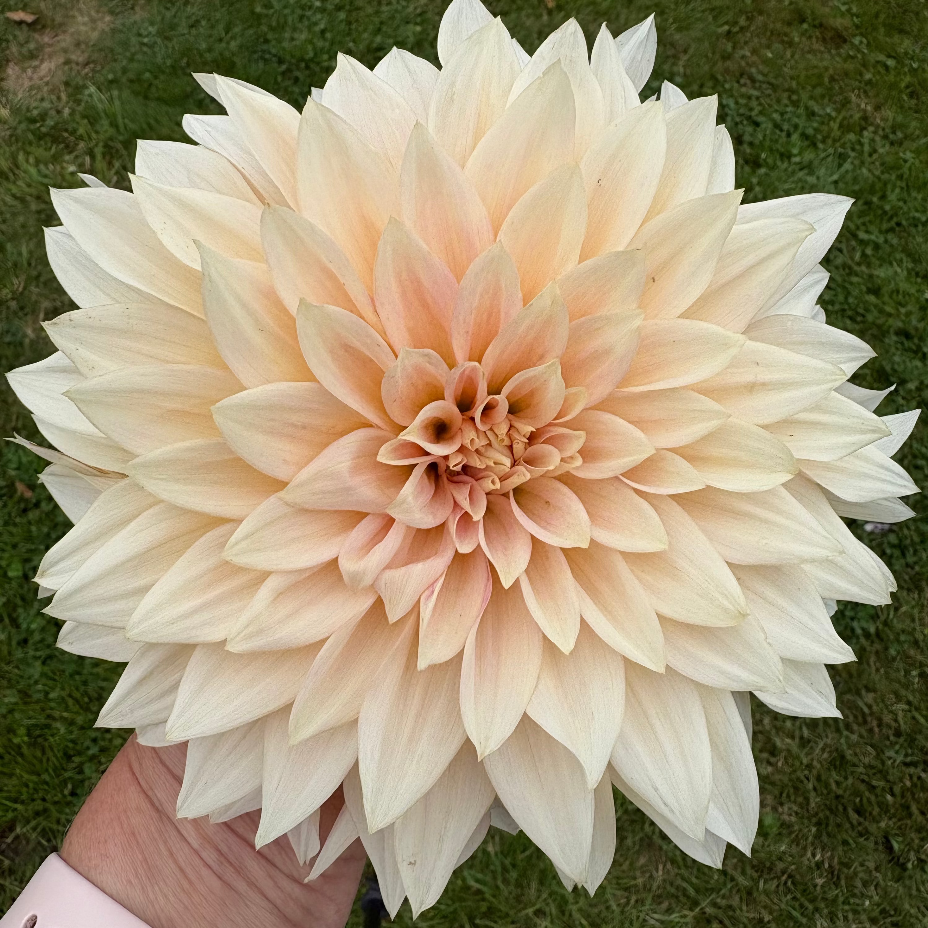 Dahlia Tuber - Cafe Au Lait