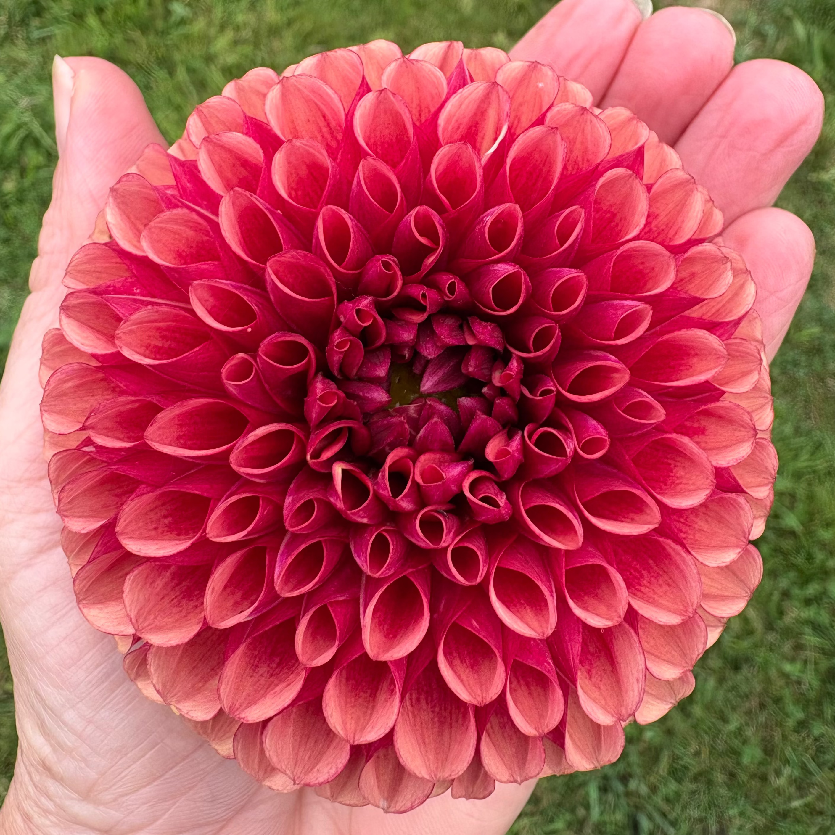 Dahlia Tuber - Copper Boy