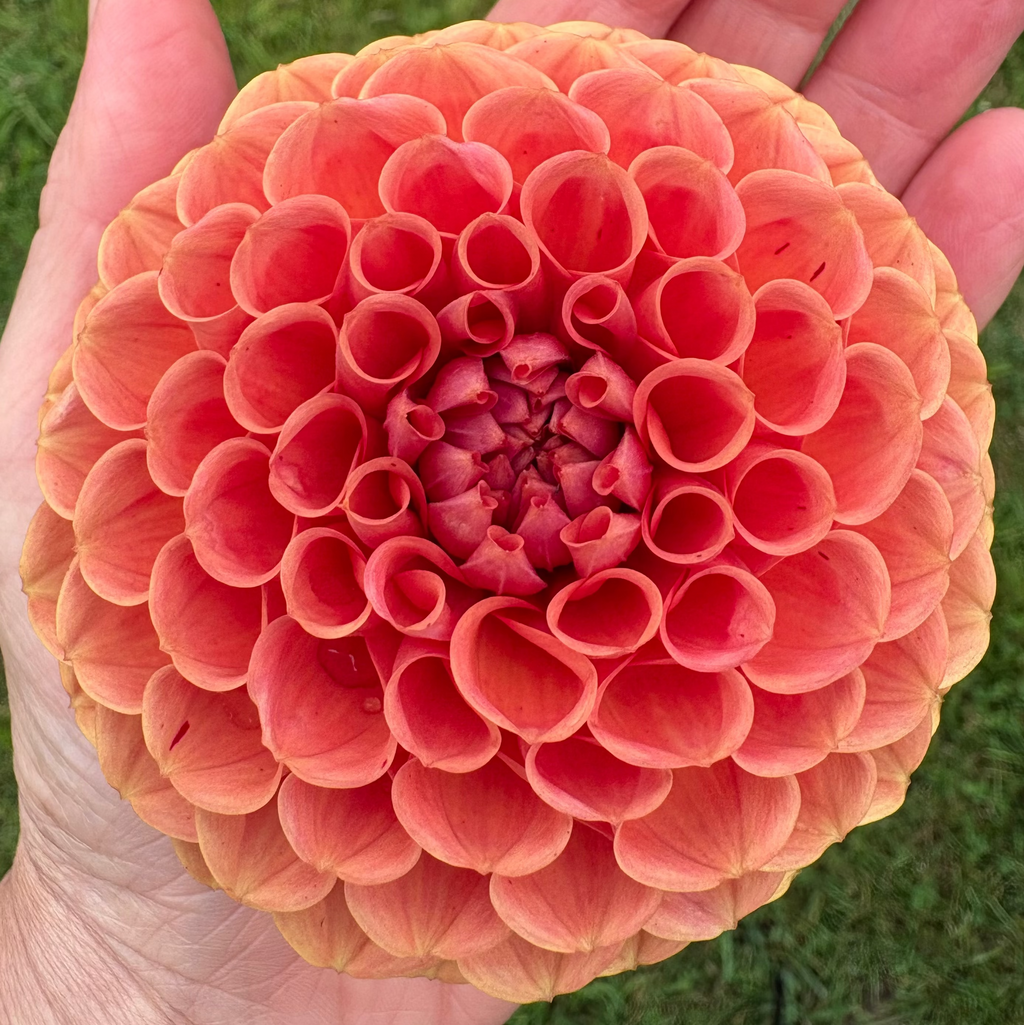Dahlia Tuber - Cornel Bronze