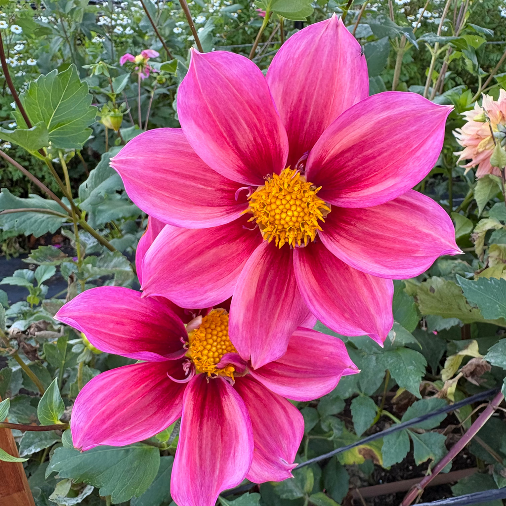 Dahlia Tuber - Crimson Blush