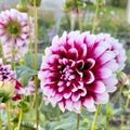 Dahlia Tuber - Edinburgh