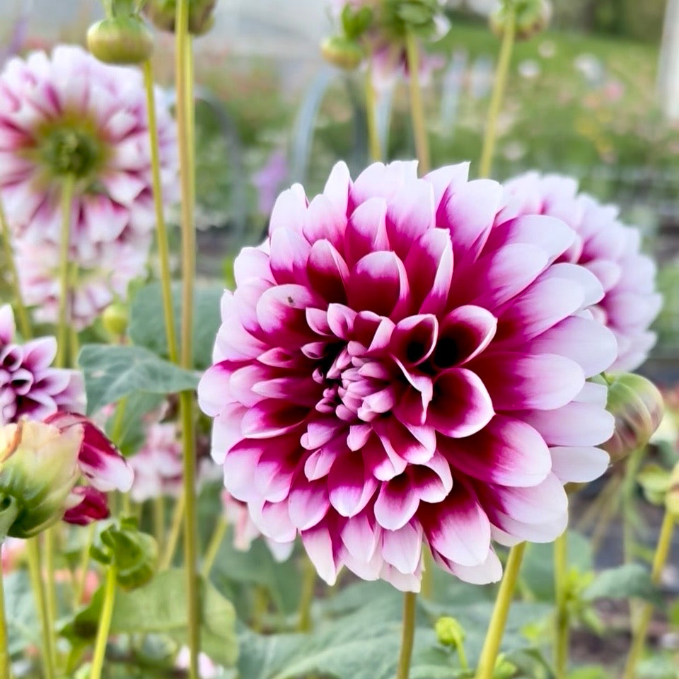 Dahlia Tuber - Edinburgh