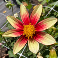 Dahlia Tuber - Lemon Raspberry