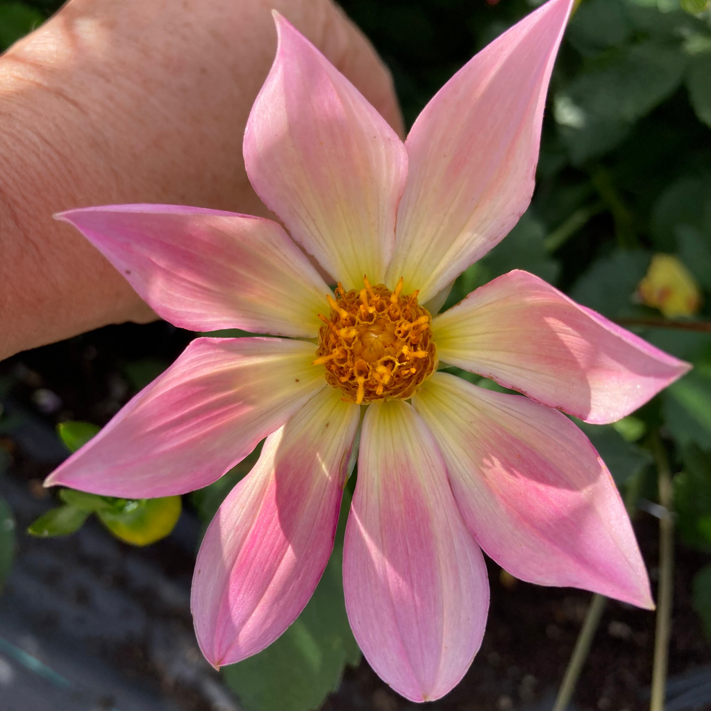 Dahlia Tuber - Baby Girl