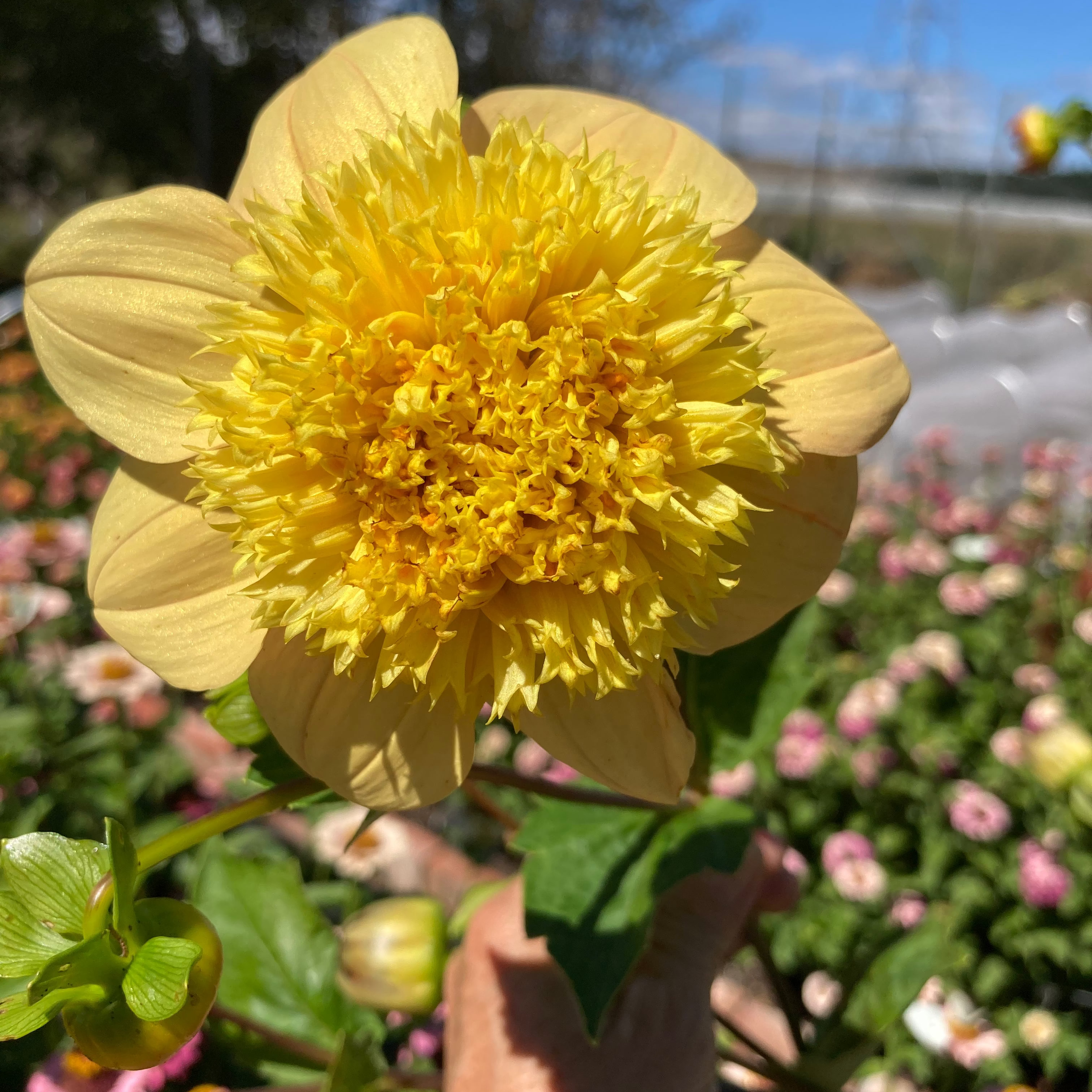 Dahlia Tuber - Banoffee Pie