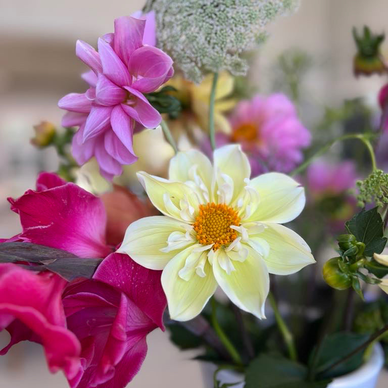 Dahlia Tubers - Mystery box (3 tubers)