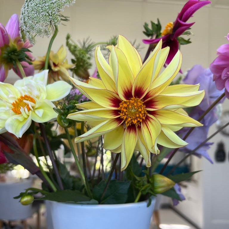 Dahlia Tubers - Mystery box (3 tubers)