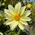 Dahlia Tuber - Lemon Spike