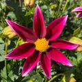 Dahlia Tuber - Magenta Spike