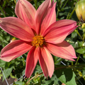 Dahlia Tuber - Peach Sundowner
