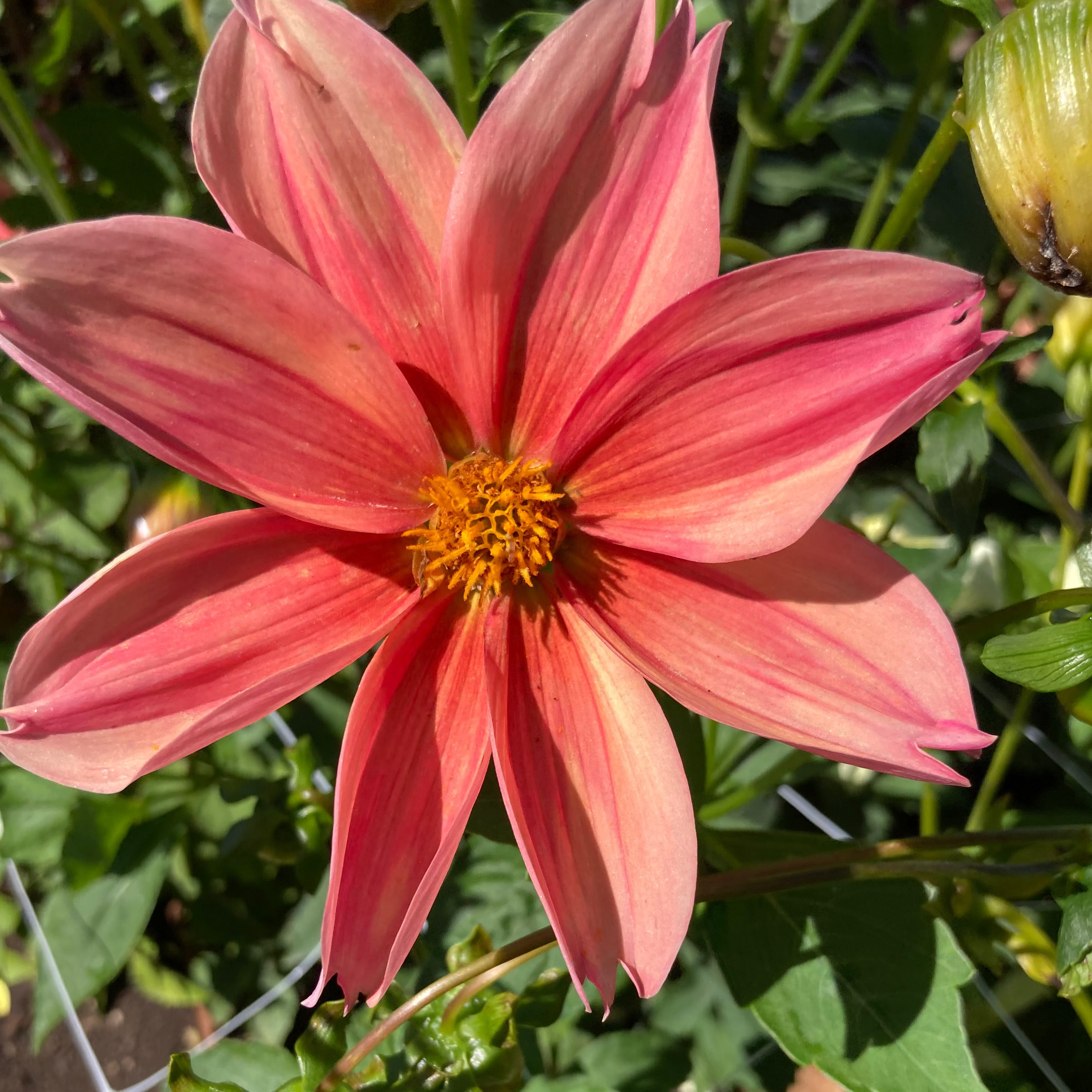 Dahlia Tuber - Peach Sundowner