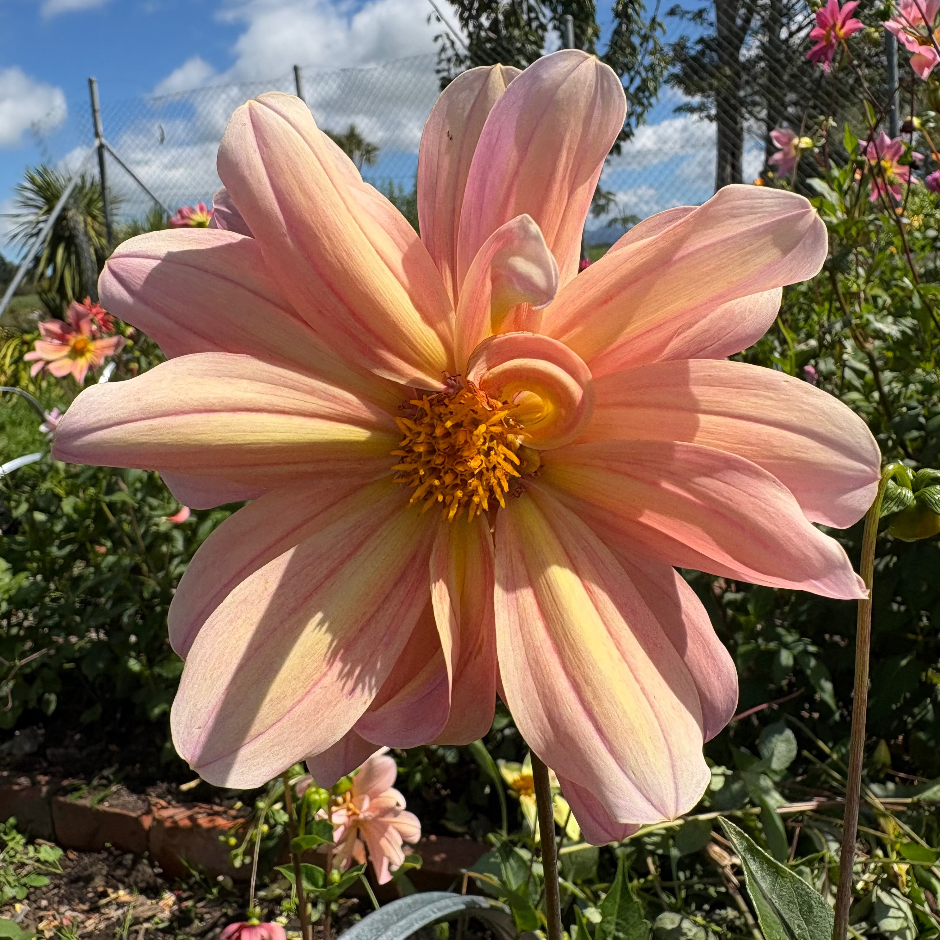 Dahlia Tuber - Peachy Pie