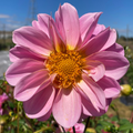Dahlia Tuber - Pink Sorbet