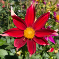 Dahlia Tuber - Red Velvet