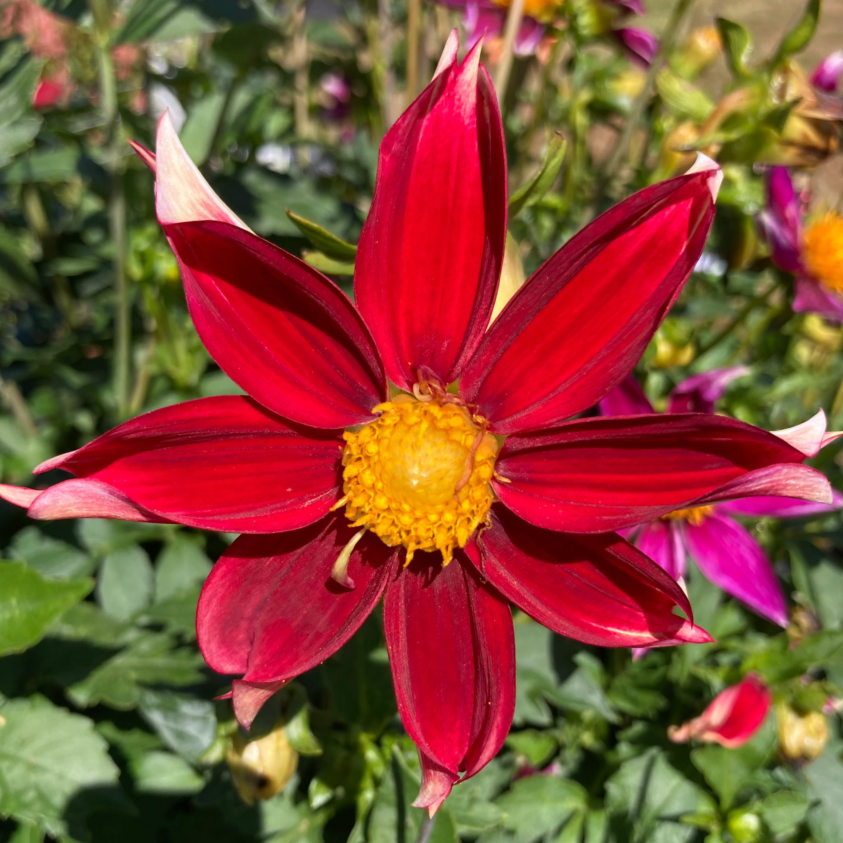 Dahlia Tuber - Red Velvet