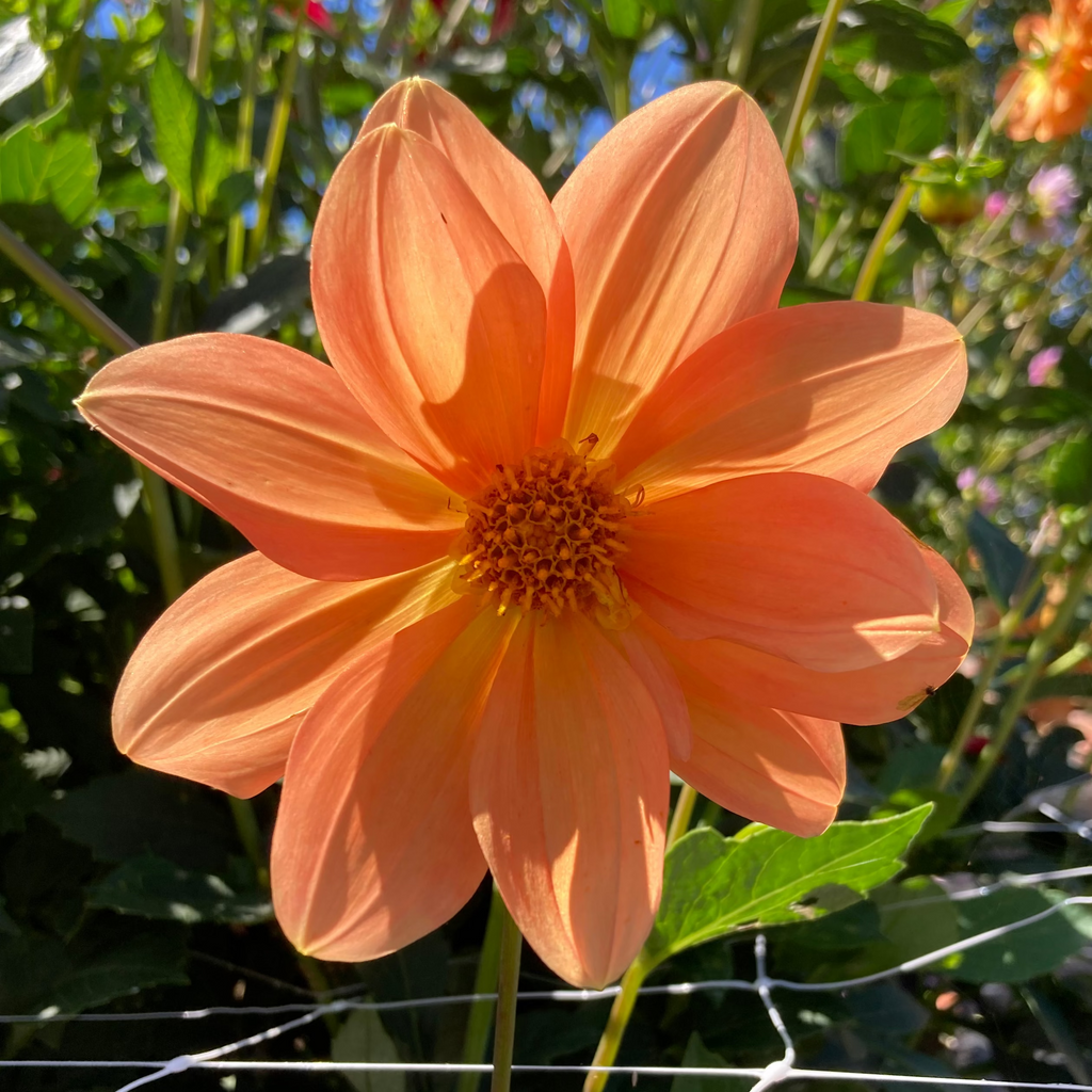 Dahlia Tuber - Tequila Sunrise