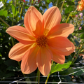 Dahlia Tuber - Tequila Sunrise