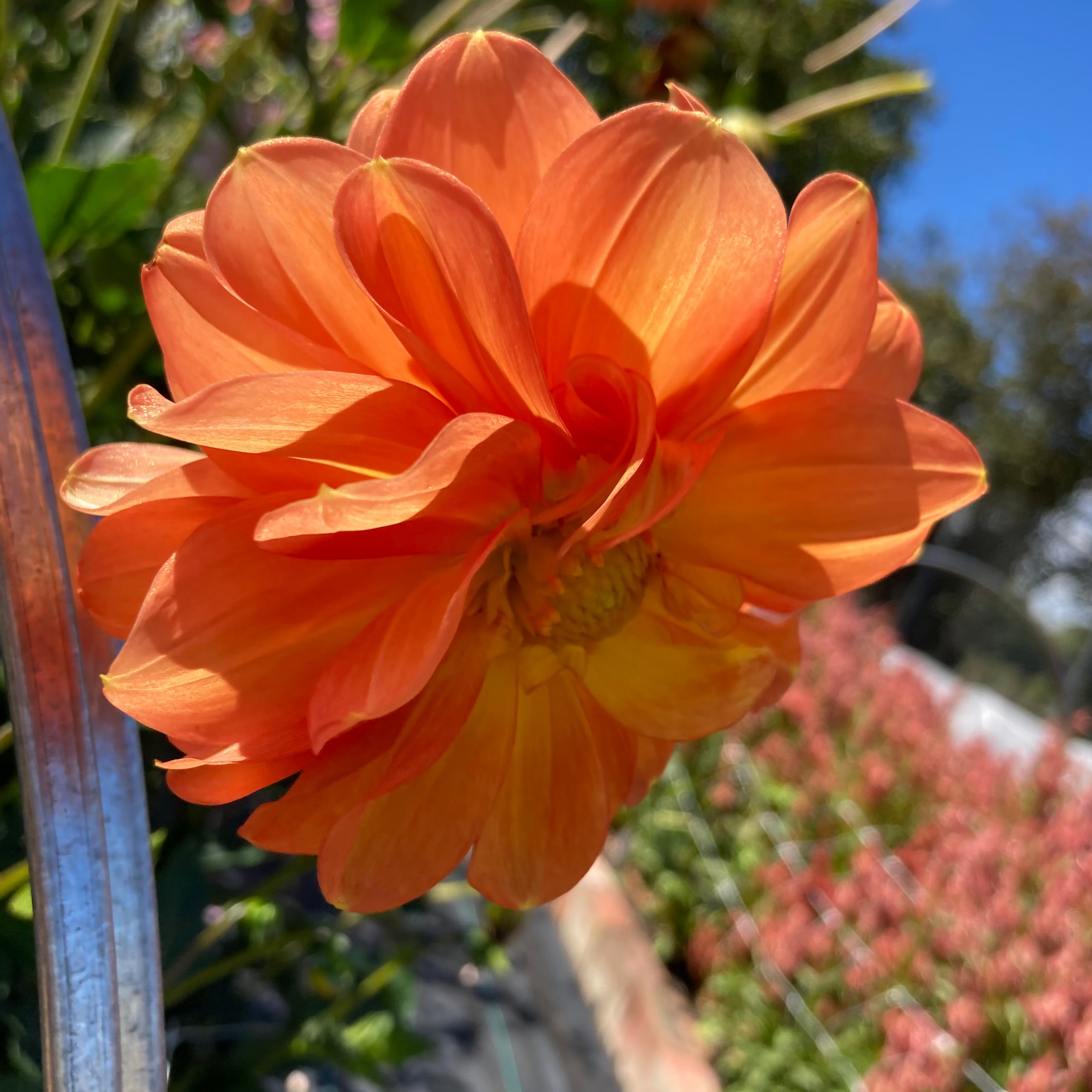 Dahlia Tuber - Tequila Sunrise