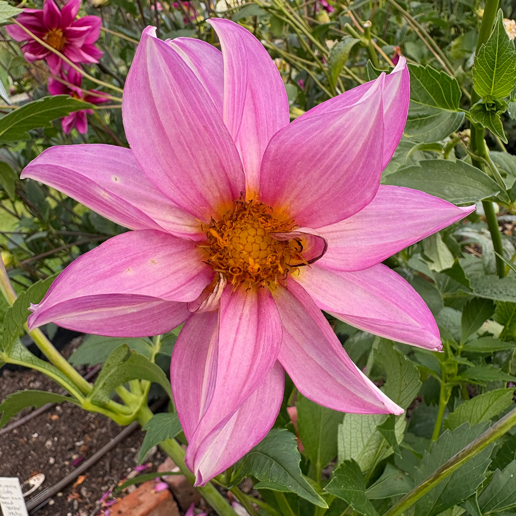 Dahlia Tuber - Baby Girl