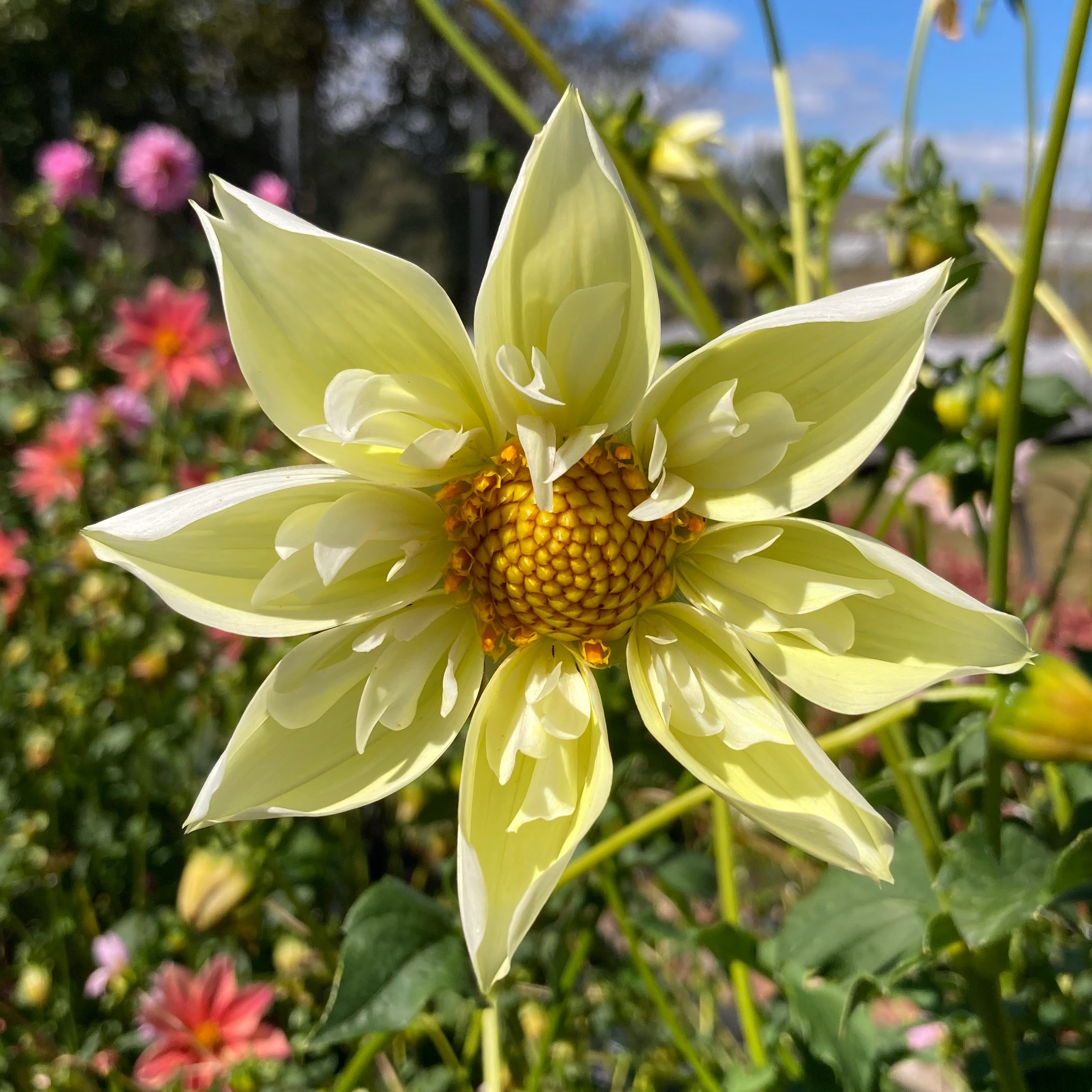 Dahlia Tuber - Lemon Spike