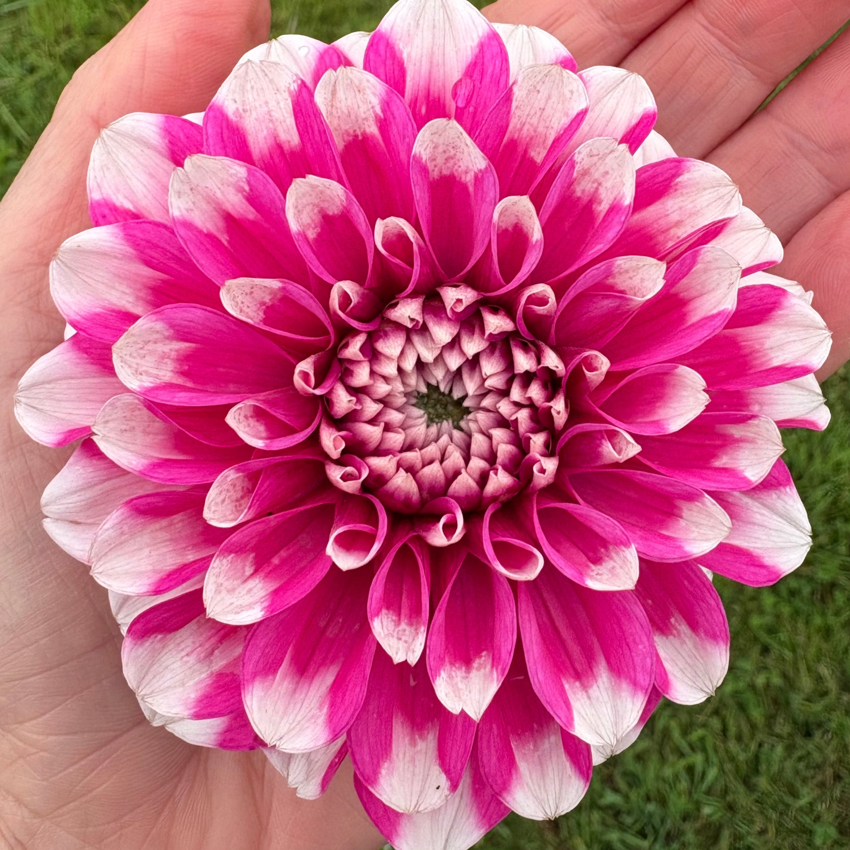 Dahlia Tuber - Fuzzy Wuzzy