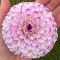 Dahlia Tuber - Genova