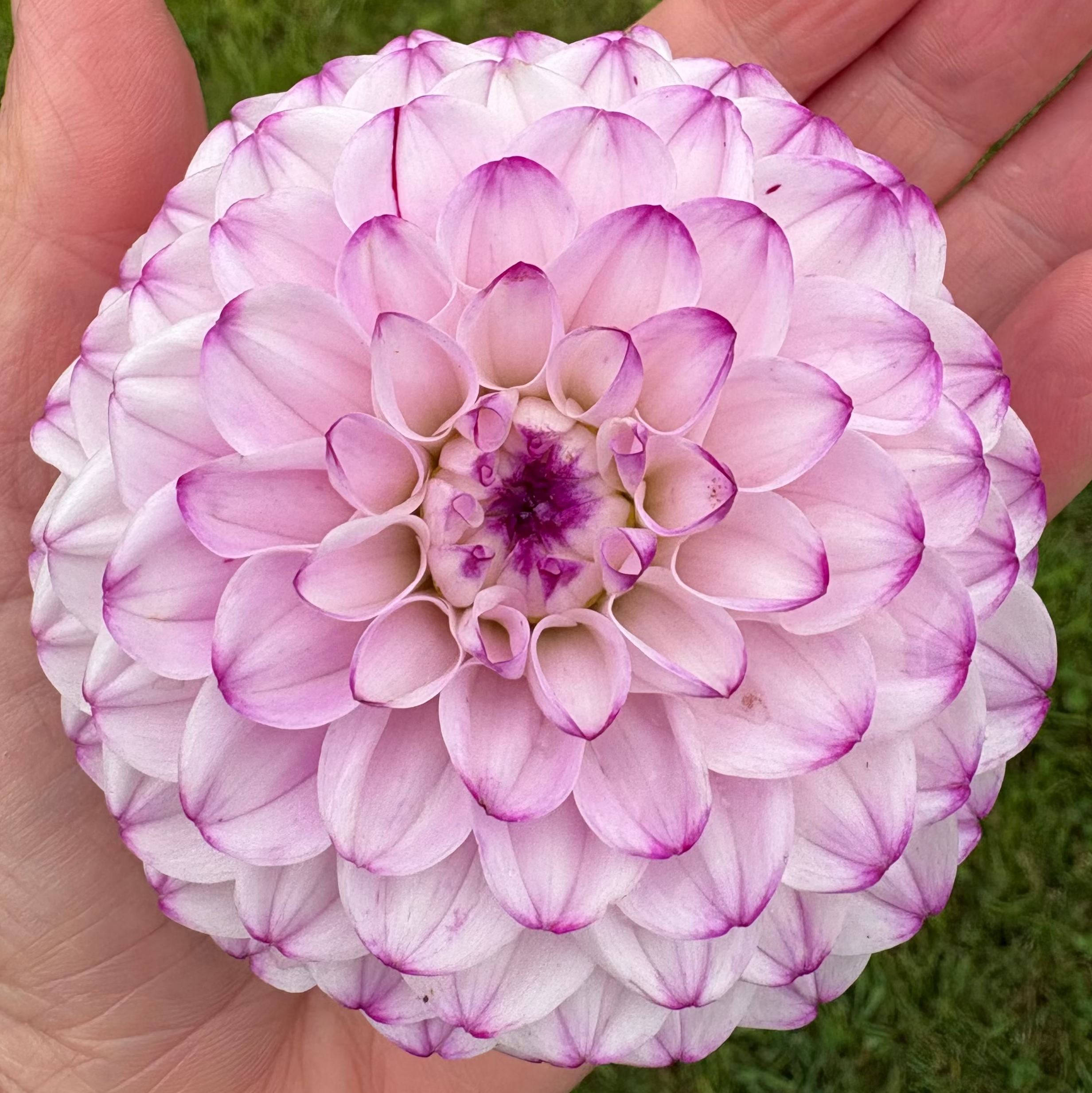 Dahlia Tuber - Genova