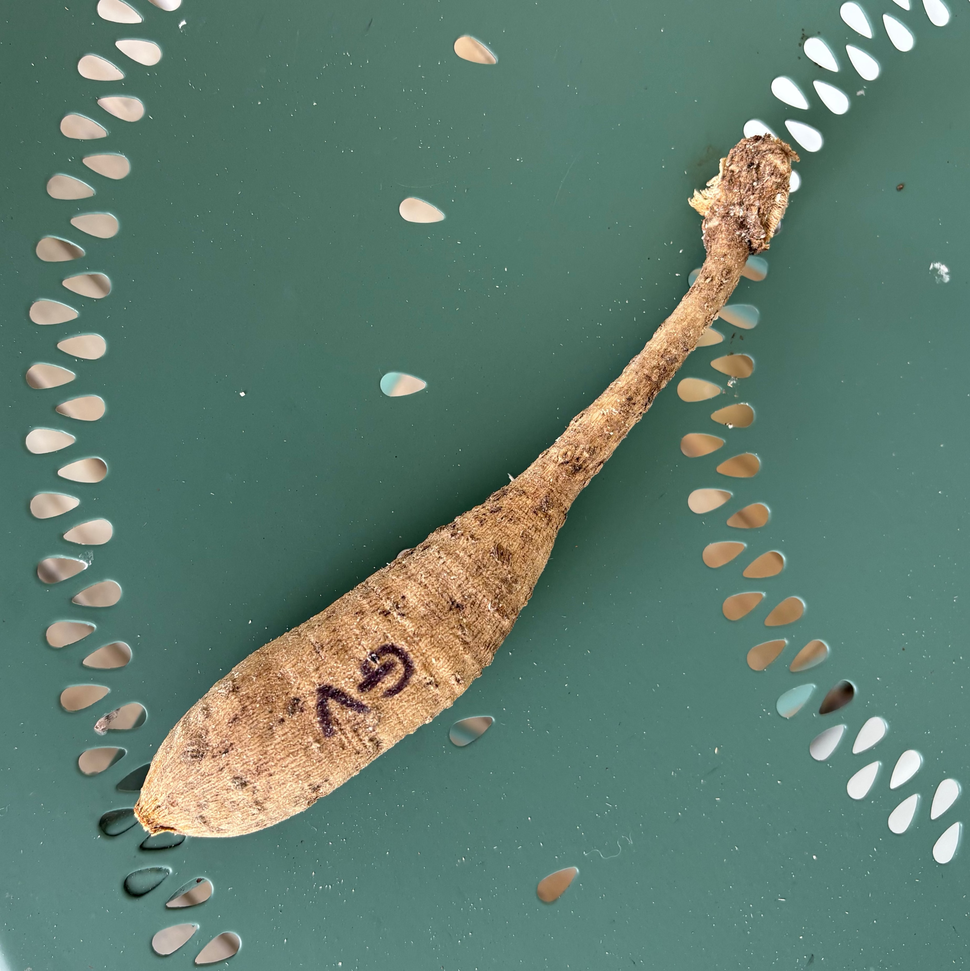 Dahlia Tuber - Genova