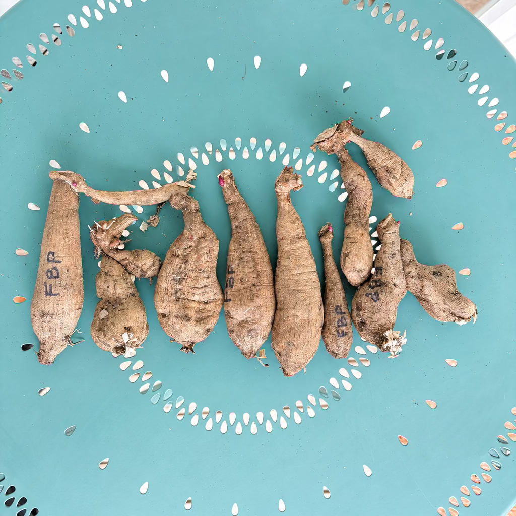 Dahlia Tuber - Banoffee Pie