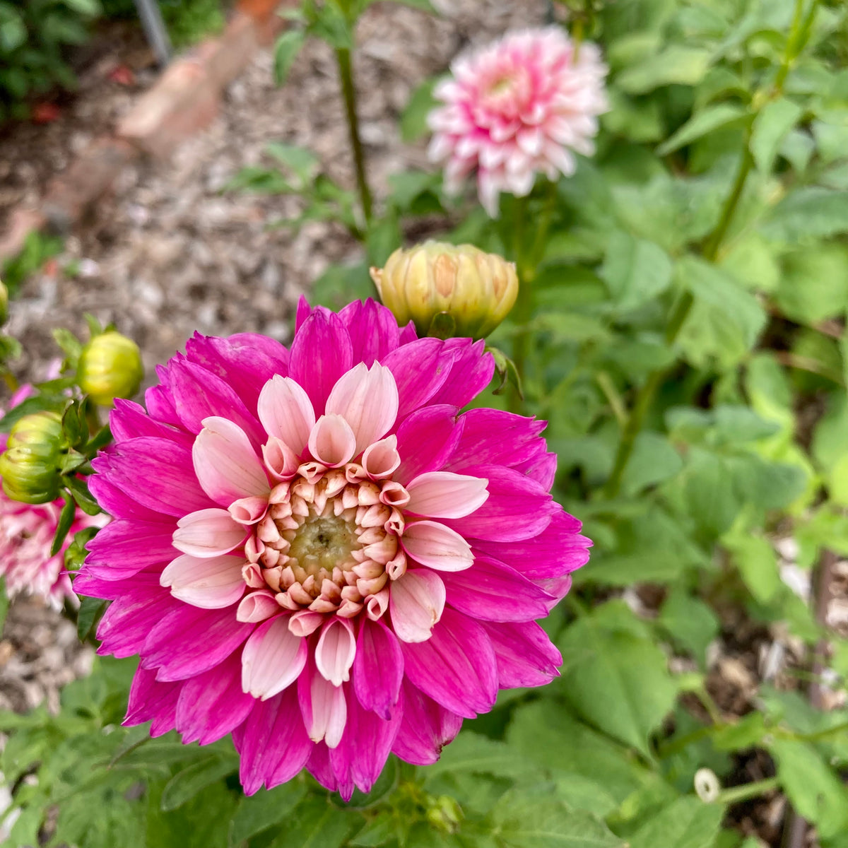 Dahlia Tuber - Fuzzy Wuzzy