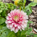 Dahlia Tuber - Fuzzy Wuzzy