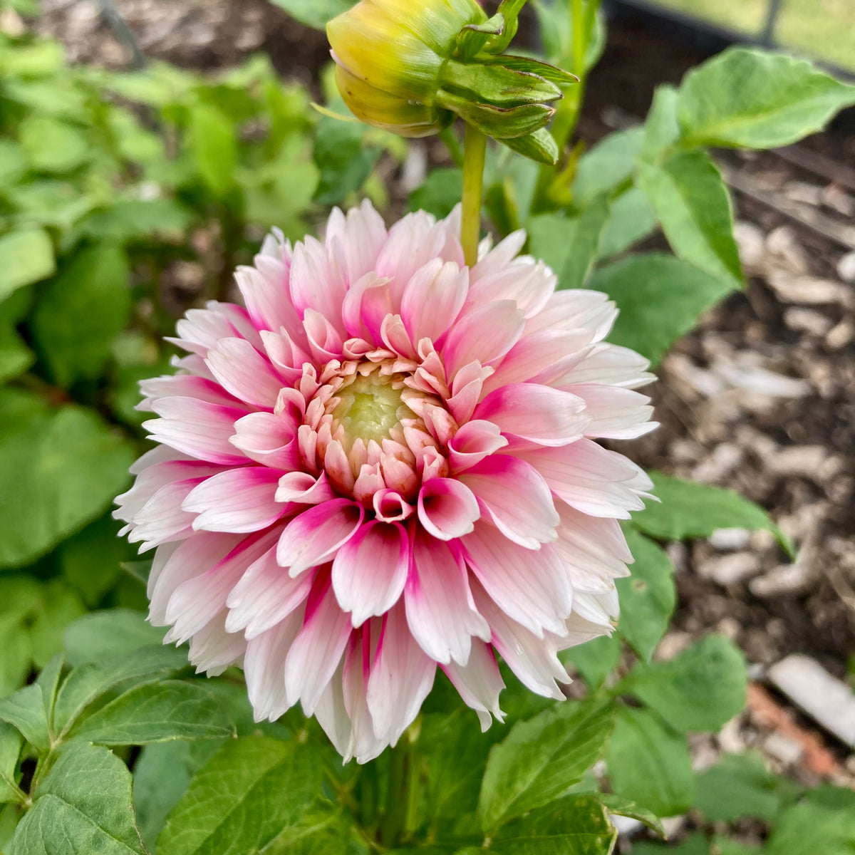Dahlia Tuber - Fuzzy Wuzzy