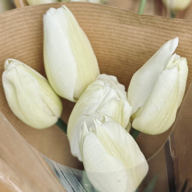 Just Tulips - White