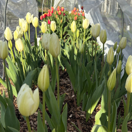 Just Tulips - White