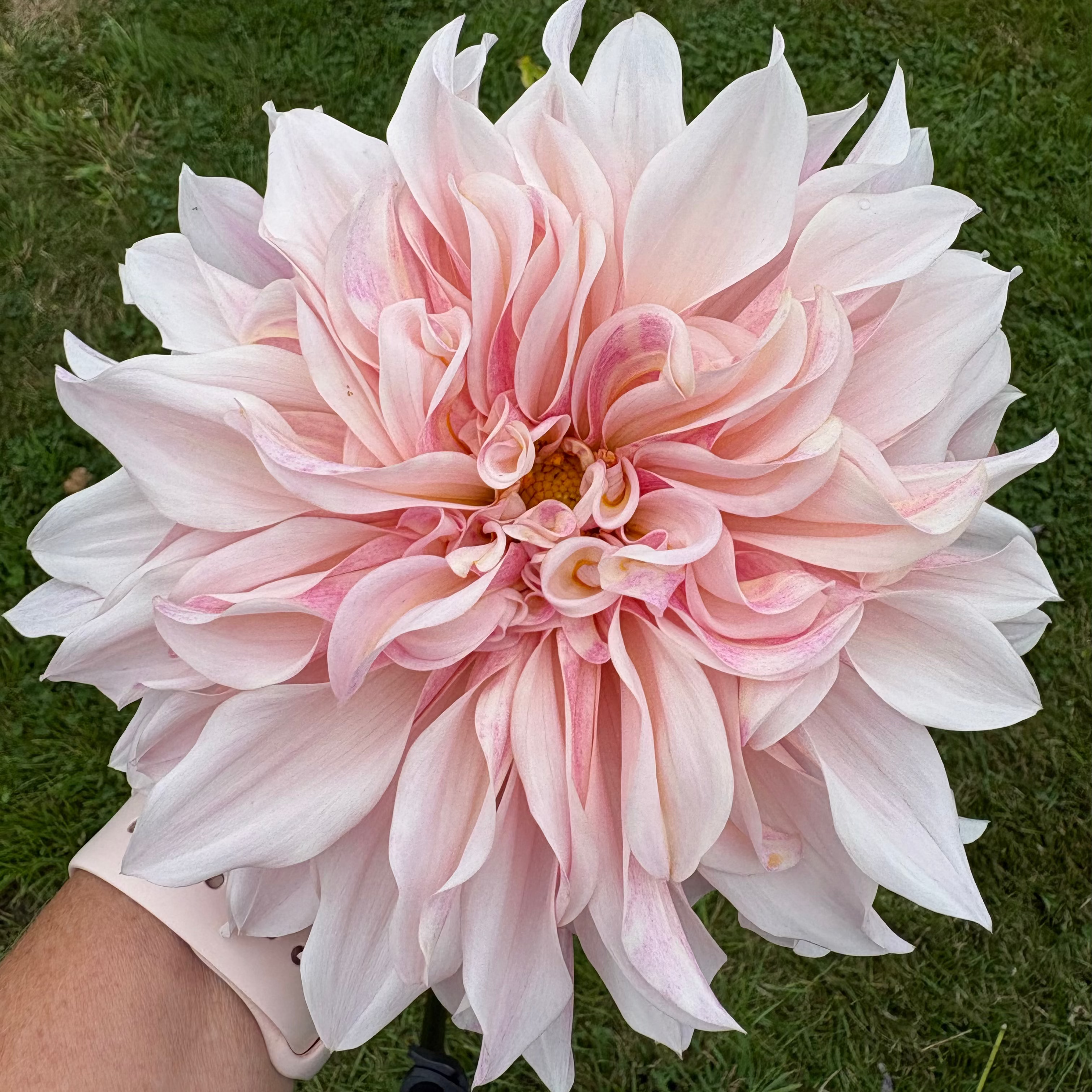 Dahlia Tuber - Cafe au lait royal