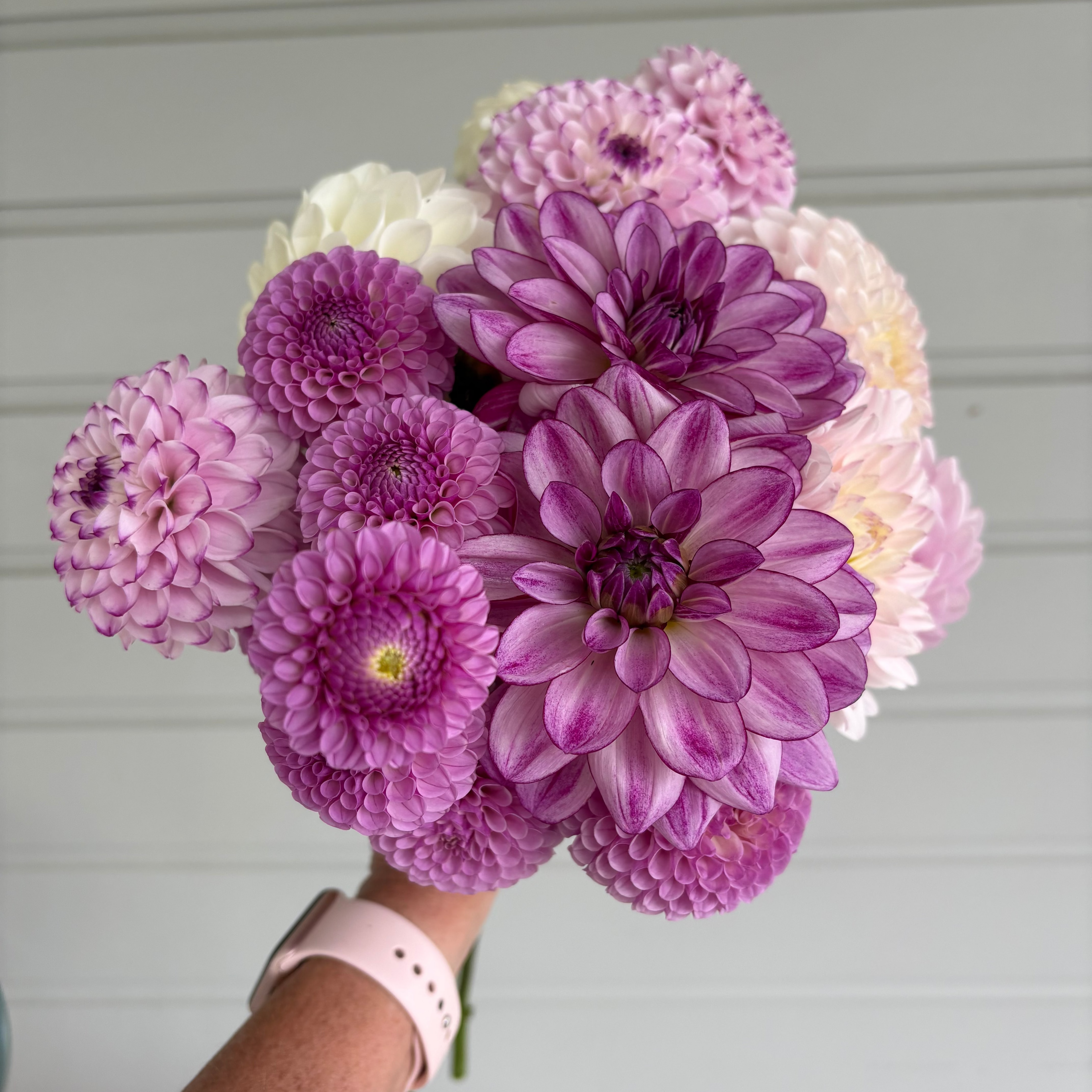 Just Dahlias - Blush and lavender tones