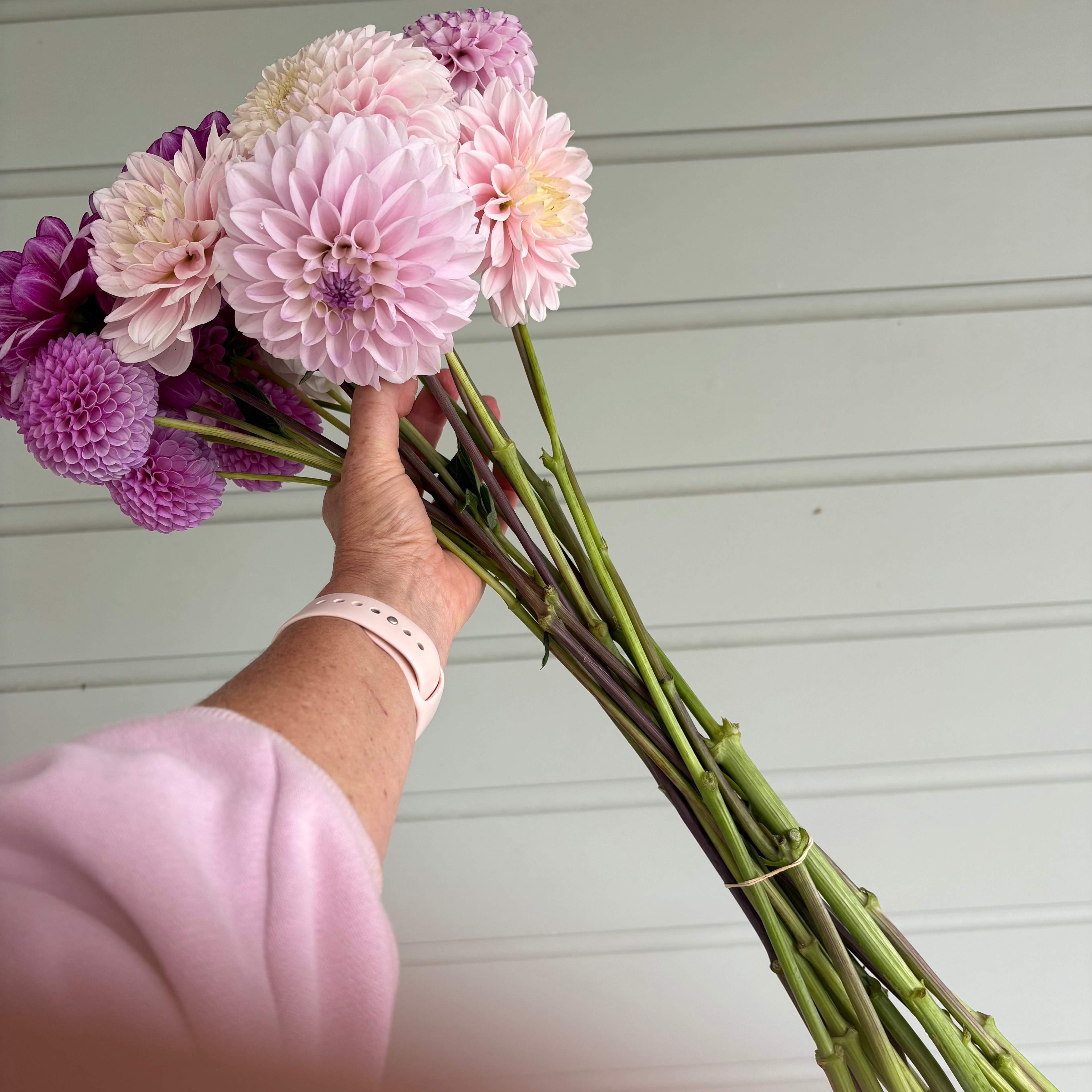 Just Dahlias - Blush and lavender tones