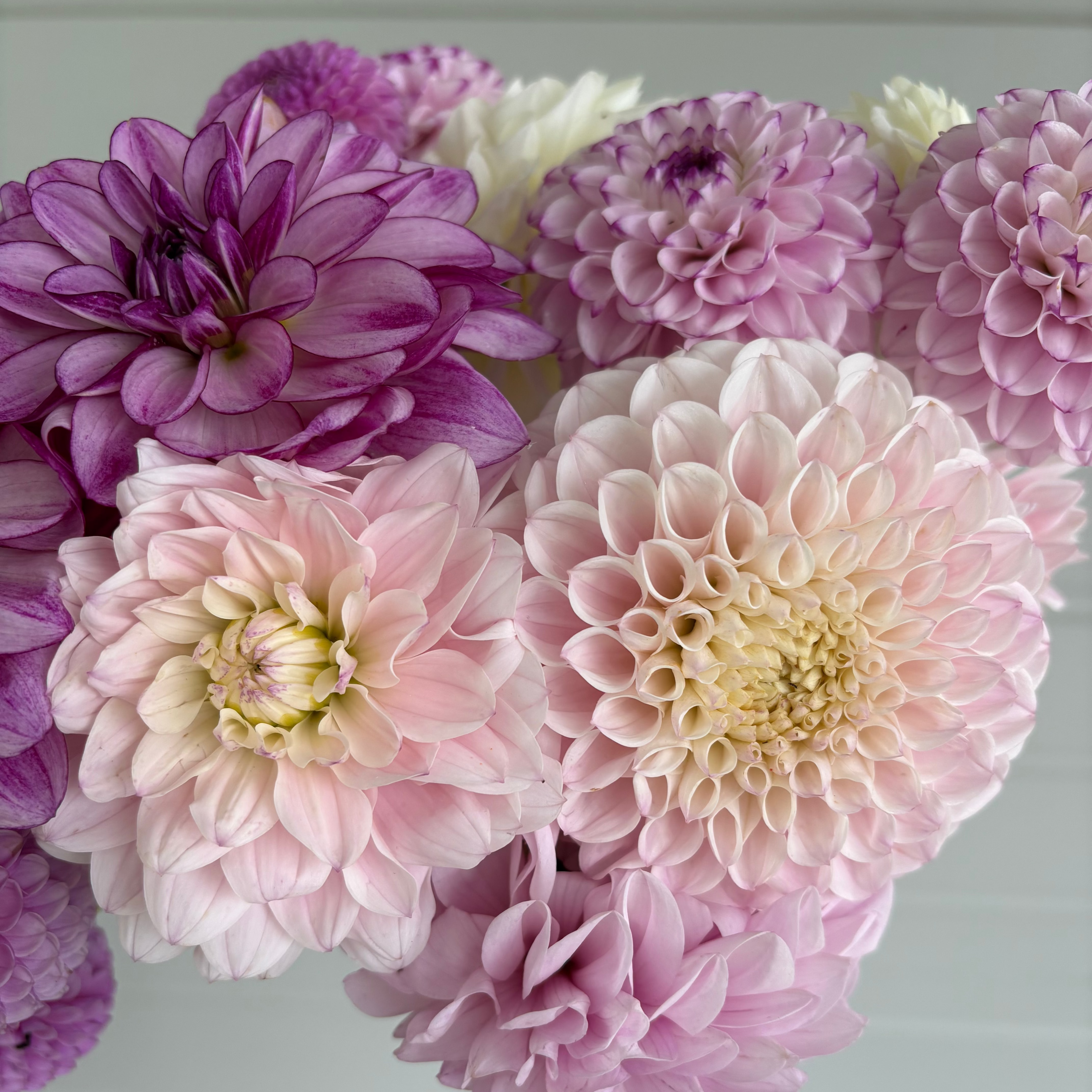 Just Dahlias - Blush and lavender tones