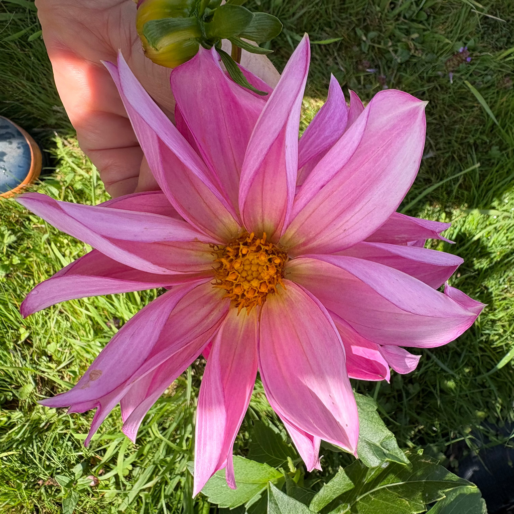 Dahlia Tuber - Baby Girl