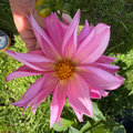 Dahlia Tuber - Baby Girl