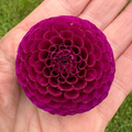 Dahlia Tuber - Rococo
