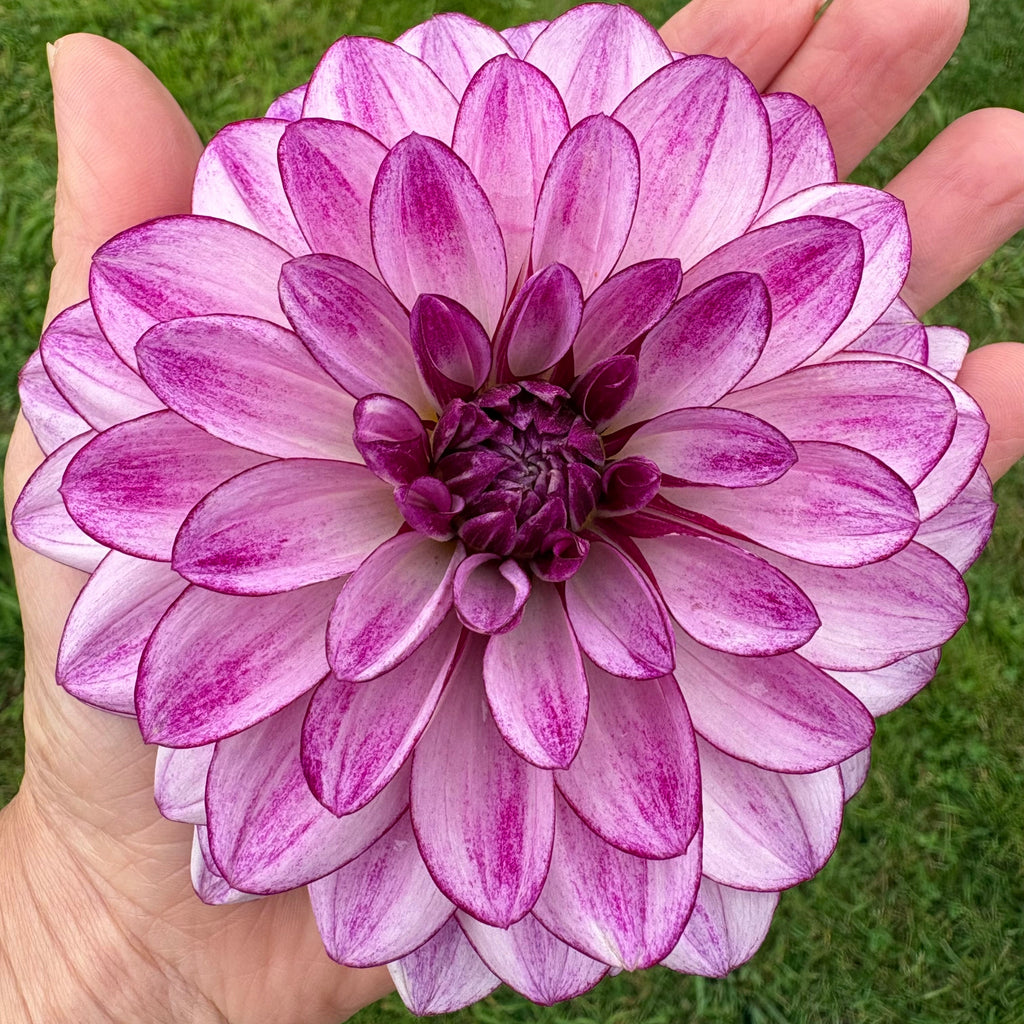 Dahlia Tuber - Seduction