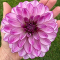 Dahlia Tuber - Seduction