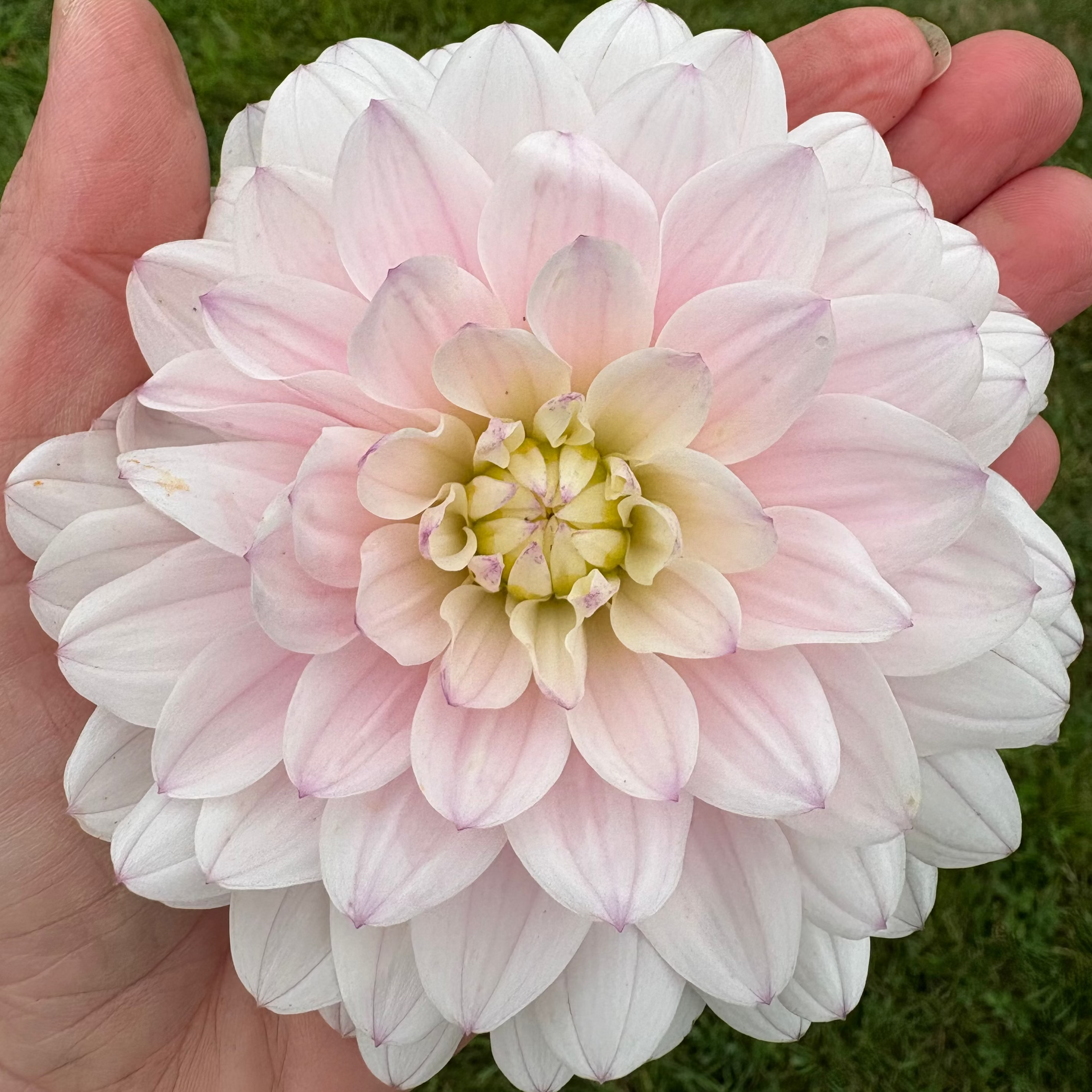 Dahlia Tuber - Silver Years