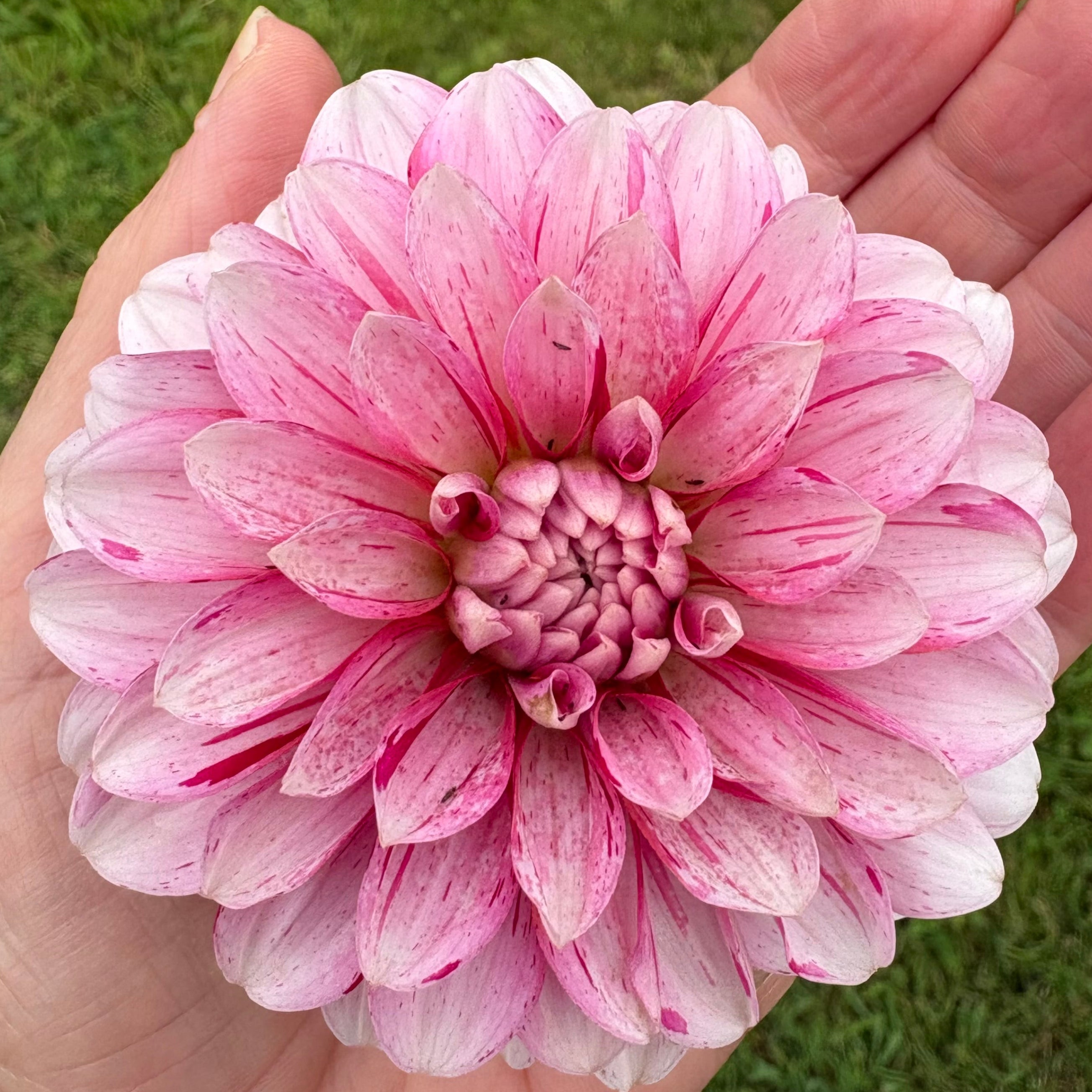 Dahlia Tuber - Strawberry Cream